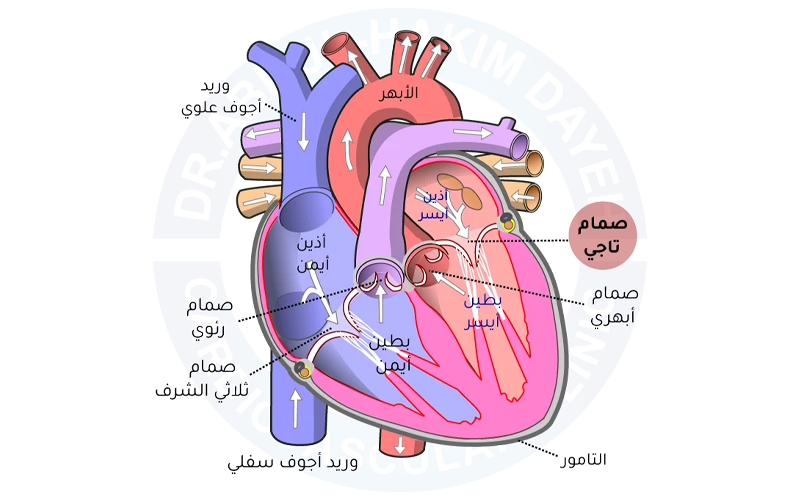 أمراض الصمام التاجي